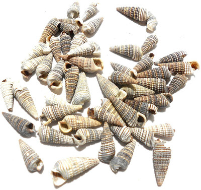 

GOELX coral large sea shells for jewelry making/ crafts, pack of 20 pcs