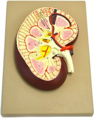 BEXCO Human Left Side Kidney Fiber Model(Multicolor)
