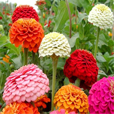 

Vsquare Retail Attractive Zinnia Mix Colour Flower Seed(30 per packet)