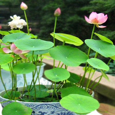 Variety House Lotus Flower Seed(10 per packet)
