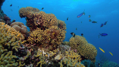 

Akhuratha bluray-aquarium-ocean-hdscape-music Wall Poster Paper Print(12 inch X 18 inch, Rolled)