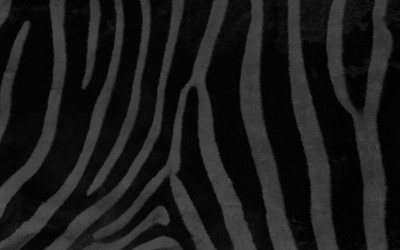 

Akhuratha music-ground-back-albums-chimpanzebras Wall Poster Paper Print(12 inch X 18 inch, Rolled)