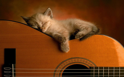 

musica-guitarras-gatos-felinos Wall Poster Paper Print(12 inch X 18 inch, Rolled)
