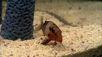 

Wall Poster a/screen-plasma-aquarium-saver-saltwater-exotic Paper Print(12 inch X 18 inch, Rolled)