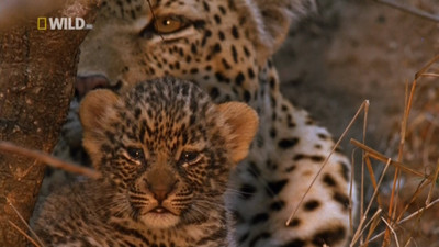 

Akhuratha leopard-hdtvrip-queen-movies-tvshows Wall Poster Paper Print(12 inch X 18 inch, Rolled)