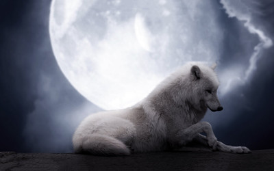 

Akhuratha Anime awolf-white-moons Wall Poster Paper Print(12 inch X 18 inch, Rolled)