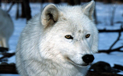 

Akhuratha Anime awolf-bacground-white Wall Poster Paper Print(12 inch X 18 inch, Rolled)