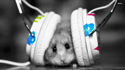

music-dubstep-hamsters Wall Poster Paper Print(12 inch X 18 inch, Rolled)