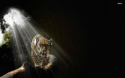 

Akhuratha -leopard-headphone Wall Poster Paper Print(12 inch X 18 inch, Rolled)