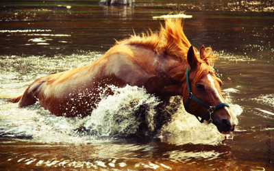 

Akhuratha wave-musicstocks-rappers-horse-mac-water-image-spray Wall Poster Paper Print(12 inch X 18 inch, Rolled)