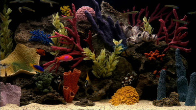 

Wall Poster a/screen-aquarium-plasma-saver-saltwater-exotic Paper Print(12 inch X 18 inch, Rolled)