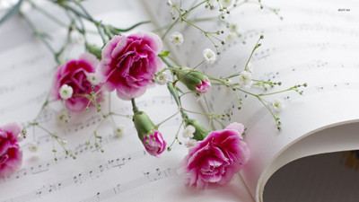 

carnation-sheet Wall Poster Paper Print(12 inch X 18 inch, Rolled)