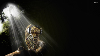 leopard-headphone Wall Poster Paper Print(12 inch X 18 inch, Rolled)