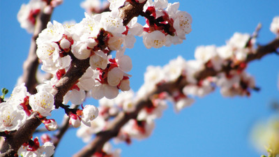 

Akhuratha -spring-images-bloom-screen-savers-photos-mobile-reasult-search-screensavers-movie-stills-blozm Wall Poster Paper Print(12 inch X 18 inch, Rolled)