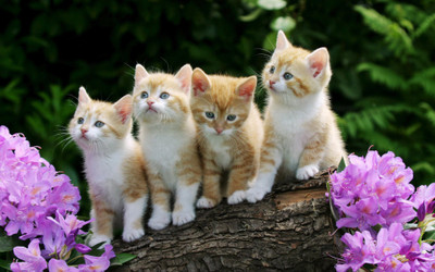

Akhuratha kittens-photos-music-animated-white-curious-veitch-registered-stripes Wall Poster Paper Print(12 inch X 18 inch, Rolled)