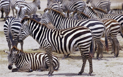

Akhuratha party-pinterest-musical-africa-zebra Wall Poster Paper Print(12 inch X 18 inch, Rolled)