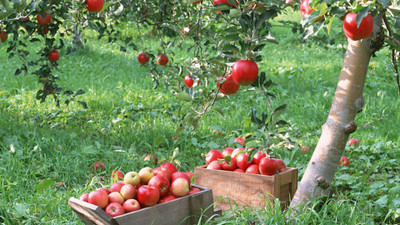 

Aabhaas apple-delicious-red-images-background-movies-trees Wall Poster Paper Print(12 inch X 18 inch, Rolled)