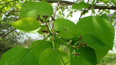 

Akhuratha screen-savers-catalpa-fruit-images-search-nutty-movie-stills-mobile-screensavers-reasult-photos Wall Poster Paper Print(12 inch X 18 inch, Rolled)