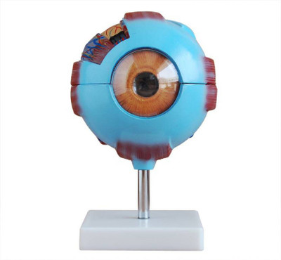 

BEXCO Anatomical Body Model (Giant Eye Model PVC)(Multicolor)