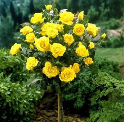 

VS GLOBAL imported beautifull chinese yellow rose Seed(20 per packet)