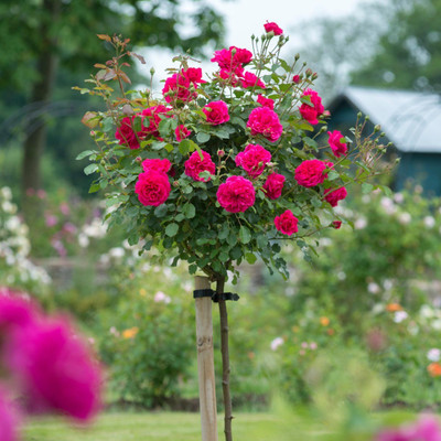 

VS GLOBAL IMPORTED CHINESE RED ROSE SEEDS Seed(20 per packet)
