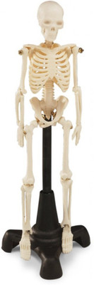 

mLabs SK-046 Anatomical Body Model(Mini Skeleton PVC model)