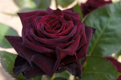 

JK ERFINDERS Blood Rose Flower Seed Seed(50 per packet)