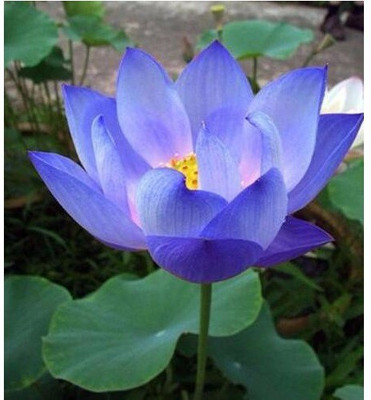 JK ERFINDERS Lotus Flower Seed Seed(20 per packet)