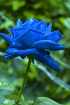 

JK ERFINDERS Blue Rose Flower Seed Seed(10 per packet)