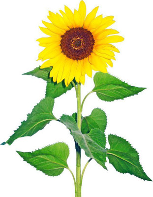 

JK ERFINDERS Sunflower Seed (suraj mukhi) Seed(20 per packet)