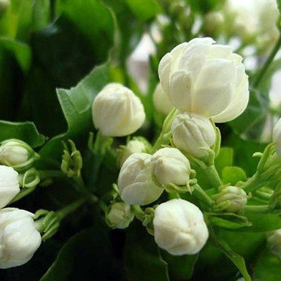 

JK ERFINDERS Jasmine Flower Seed Seed(200 per packet)