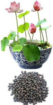 

JK ERFINDERS Lotus Flower Seed Seed(20 per packet)