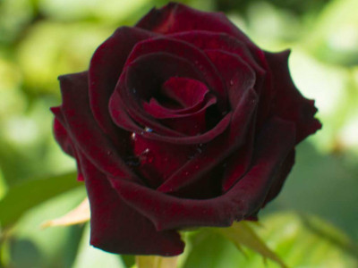 

JK ERFINDERS Blood Rose Flower Seed Seed(25 per packet)