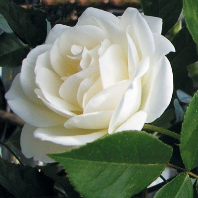 

JK ERFINDERS white Rose Flower Seed Seed(20 per packet)