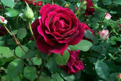 

JK ERFINDERS Rose Flower Seed Seed(50 per packet)