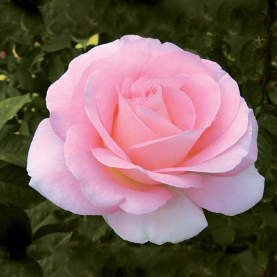 

JK ERFINDERS Light Pink Rose Flower Seed Seed(20 per packet)
