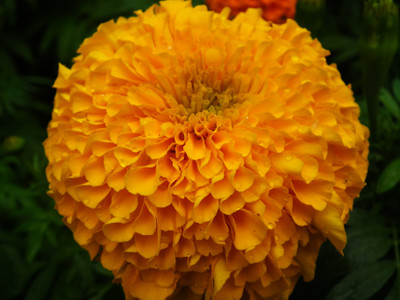 

JK ERFINDERS Marigold Flower Seed ( genda phool) Seed(20 per packet)
