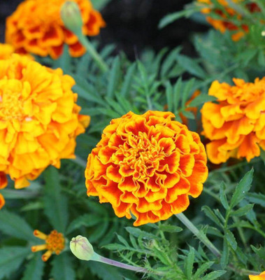 

JK ERFINDERS Marigold Flower Seed ( genda phool) Seed(200 per packet)
