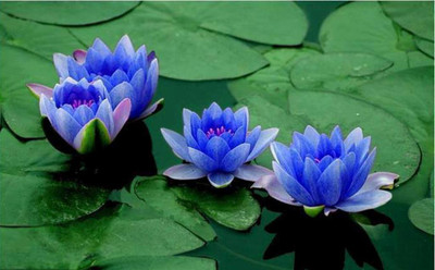 

JK ERFINDERS Lotus Flower Seed Seed(10 per packet)