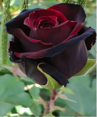 

JK ERFINDERS Blood Rose Flower Seed Seed(10 per packet)