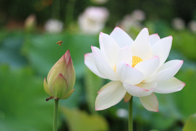 

JK ERFINDERS Lotus Flower Seed Seed(10 per packet)