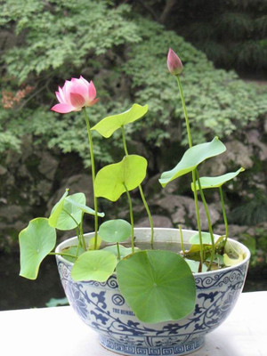 

JK ERFINDERS Lotus Flower Seed Seed(10 per packet)