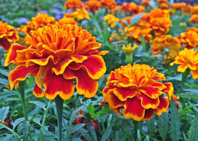 

JK ERFINDERS Marigold Flower Seed ( genda phool) Seed(20 per packet)