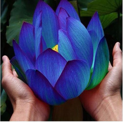 

JK ERFINDERS Lotus Flower Seed Seed(50 per packet)
