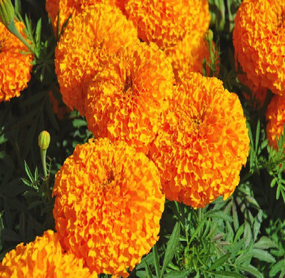 

JK ERFINDERS Marigold Flower Seed ( genda phool) Seed(200 per packet)