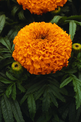 

JK ERFINDERS Marigold Flower Seed ( genda phool) Seed(25 per packet)