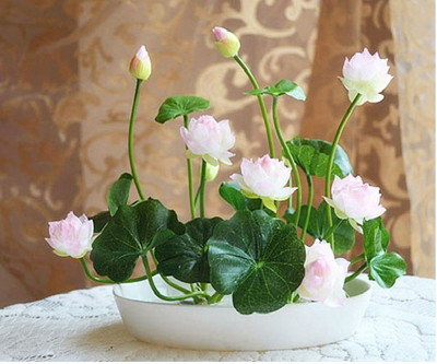 

JK ERFINDERS Lotus Flower Seed Seed(20 per packet)