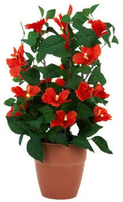 

Priyathams Imported Potted RED HIBISCUS PLANT Seed(18 per packet)