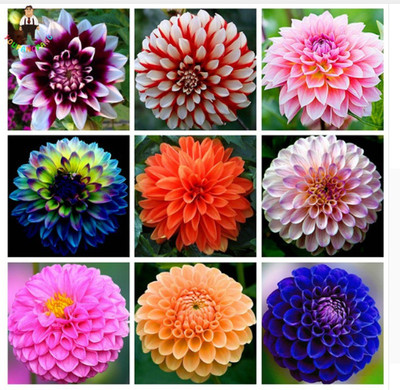 

Priyathams Dahlia Flower Dahlia mix Seeds,Bonsai Flower Seeds Gorgeous Flower Balcony Potted Plant For Home Garden Seed(25 per packet)