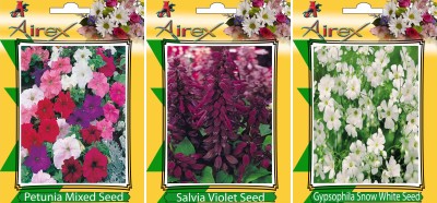 Airex Petunia Mixed, Gypsophila Snow White and Salvia Violet Flower Seeds (Pack Of 25 Seeds * 3 Per Packet) Seed(25 per packet)